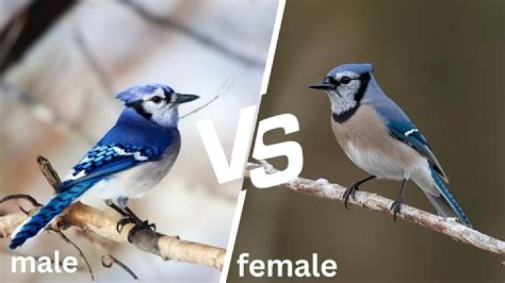 Can a Blue Jay be gray