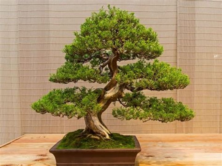 Can you bonsai a lilac