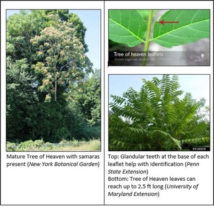 Can you burn Ailanthus