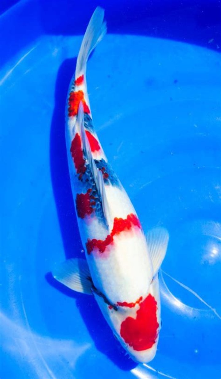 Can you buy koi online