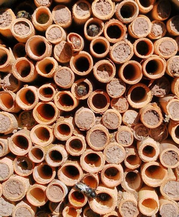Can you buy mason bees