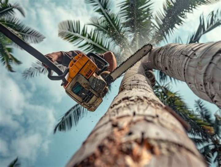 Can you cut palm trees