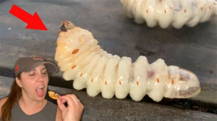 Can you eat curl grubs