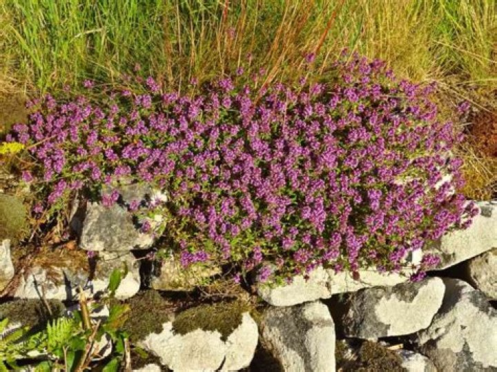 Can you eat wild thyme