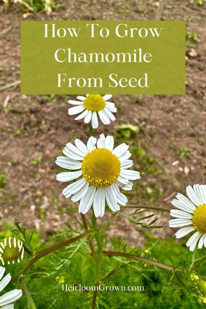 Can you grow chamomile
