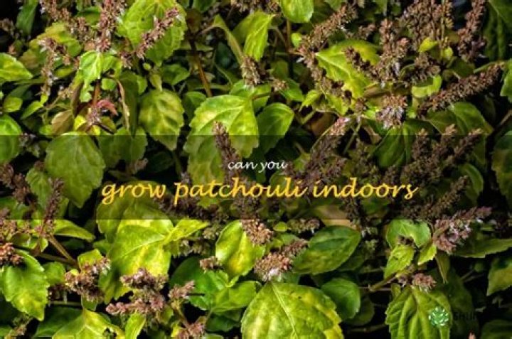 Can you grow patchouli