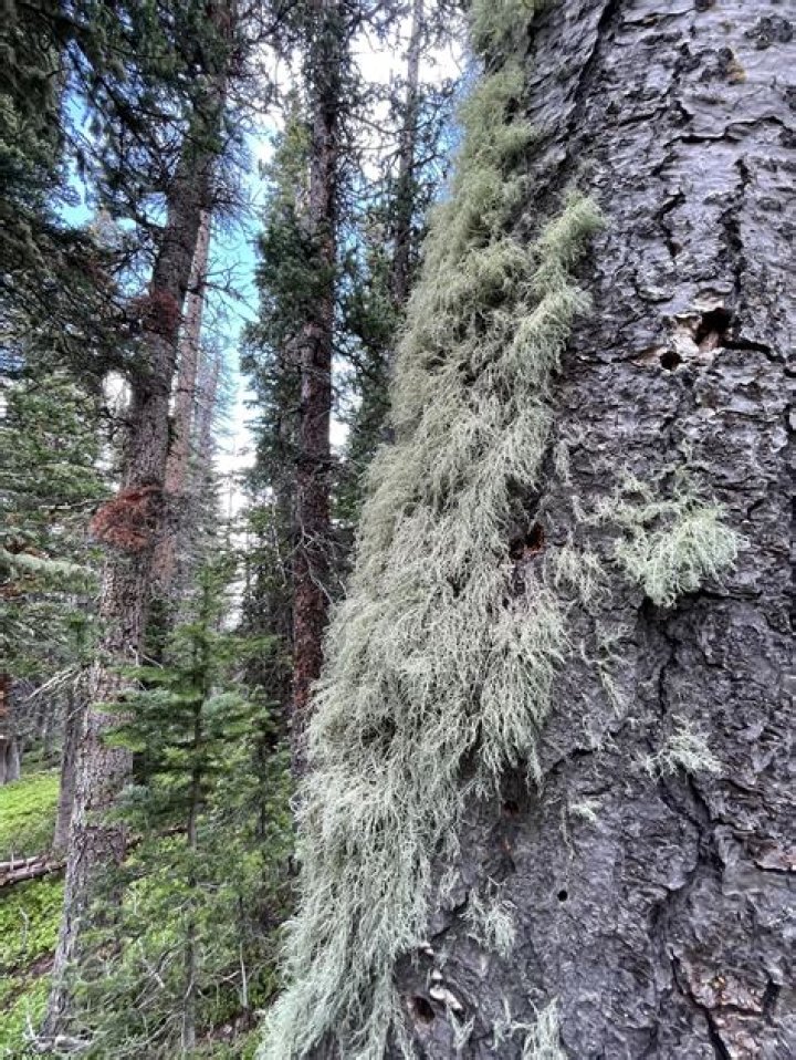 Can you make usnea tea