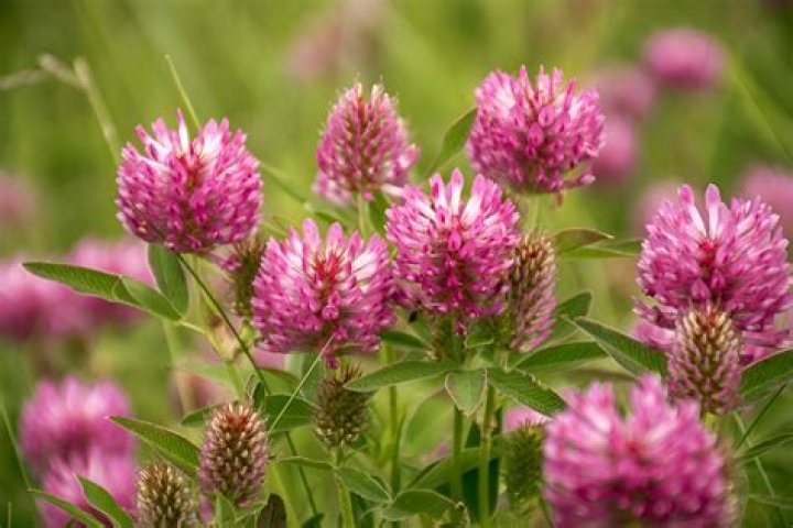 Can you mow red clover