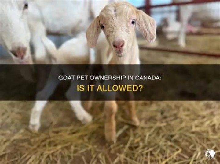 Can you own a pet goat