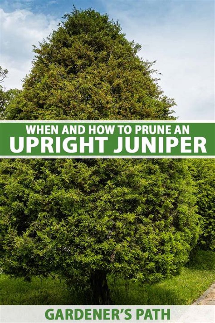 Can you prune junipers