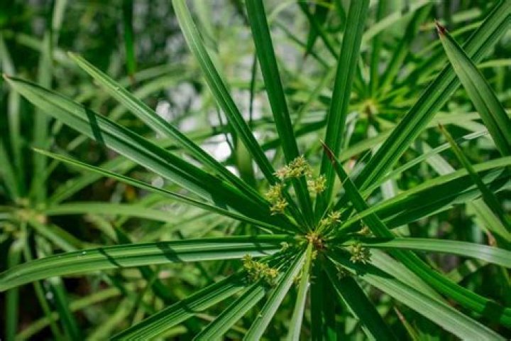 Can you pull nut grass