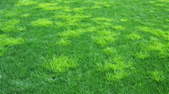 Can you pull poa annua