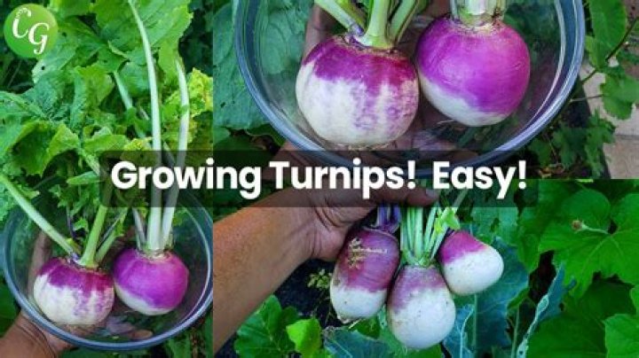 Can you regrow turnips