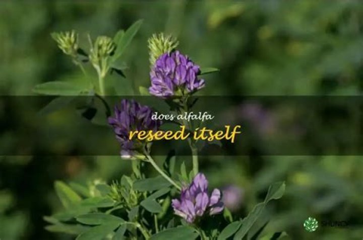 Can you reseed alfalfa