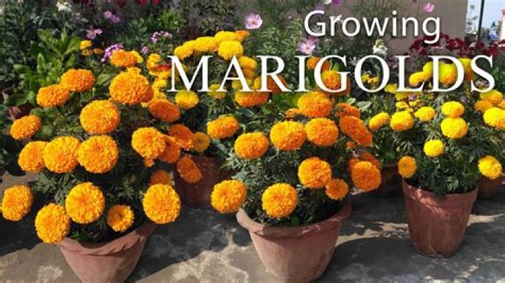 Can you root marigolds