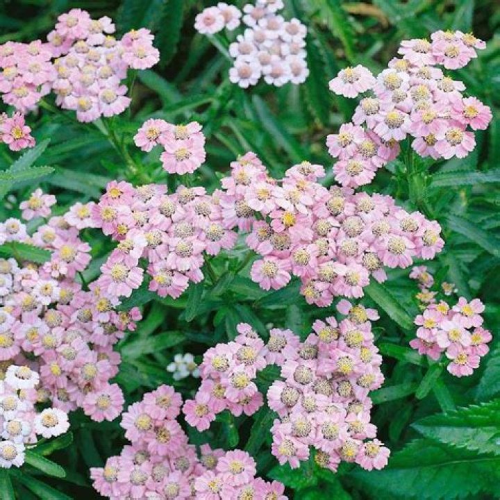 Can you split Achillea