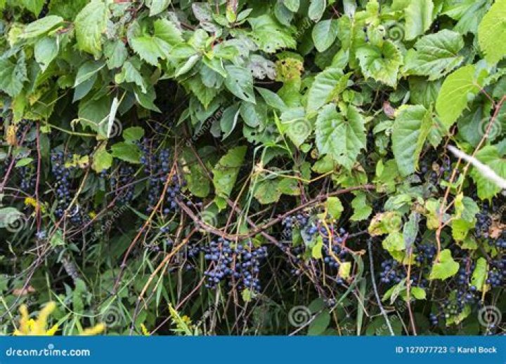 Is Grape Vine invasive