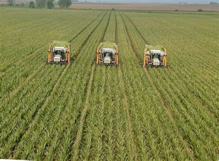 Is Grass a monoculture