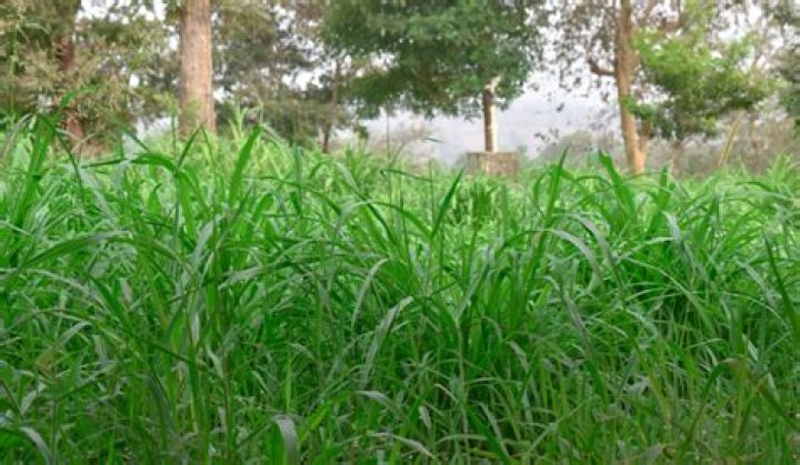 Is grass hay a protein