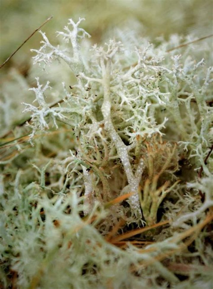 Is green lichen edible