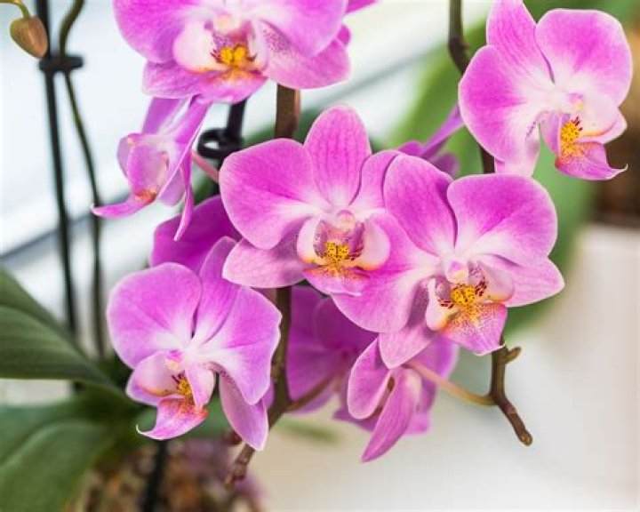 Is Ice bad for orchids