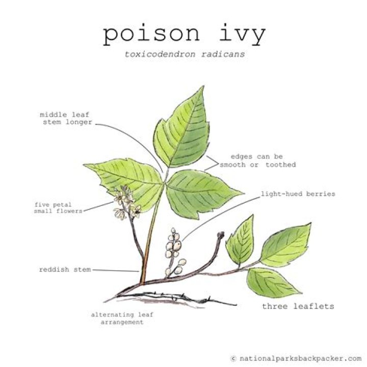 Is Irish Ivy poisonous