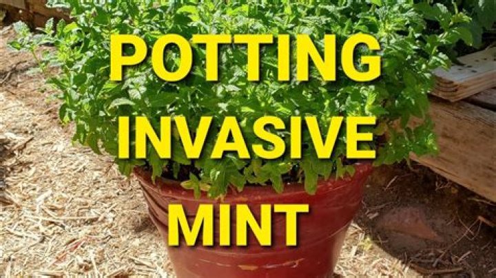 Is lemon mint invasive