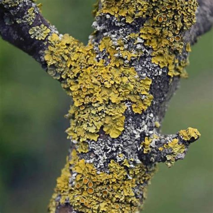 Is lichen on trees bad