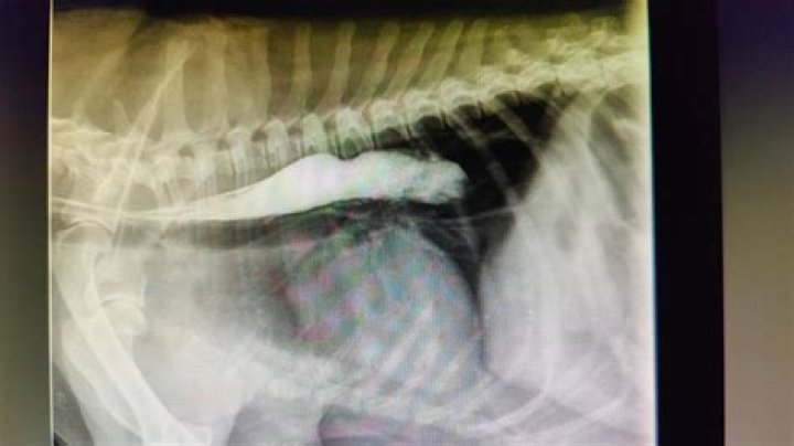 Is Megaesophagus fatal