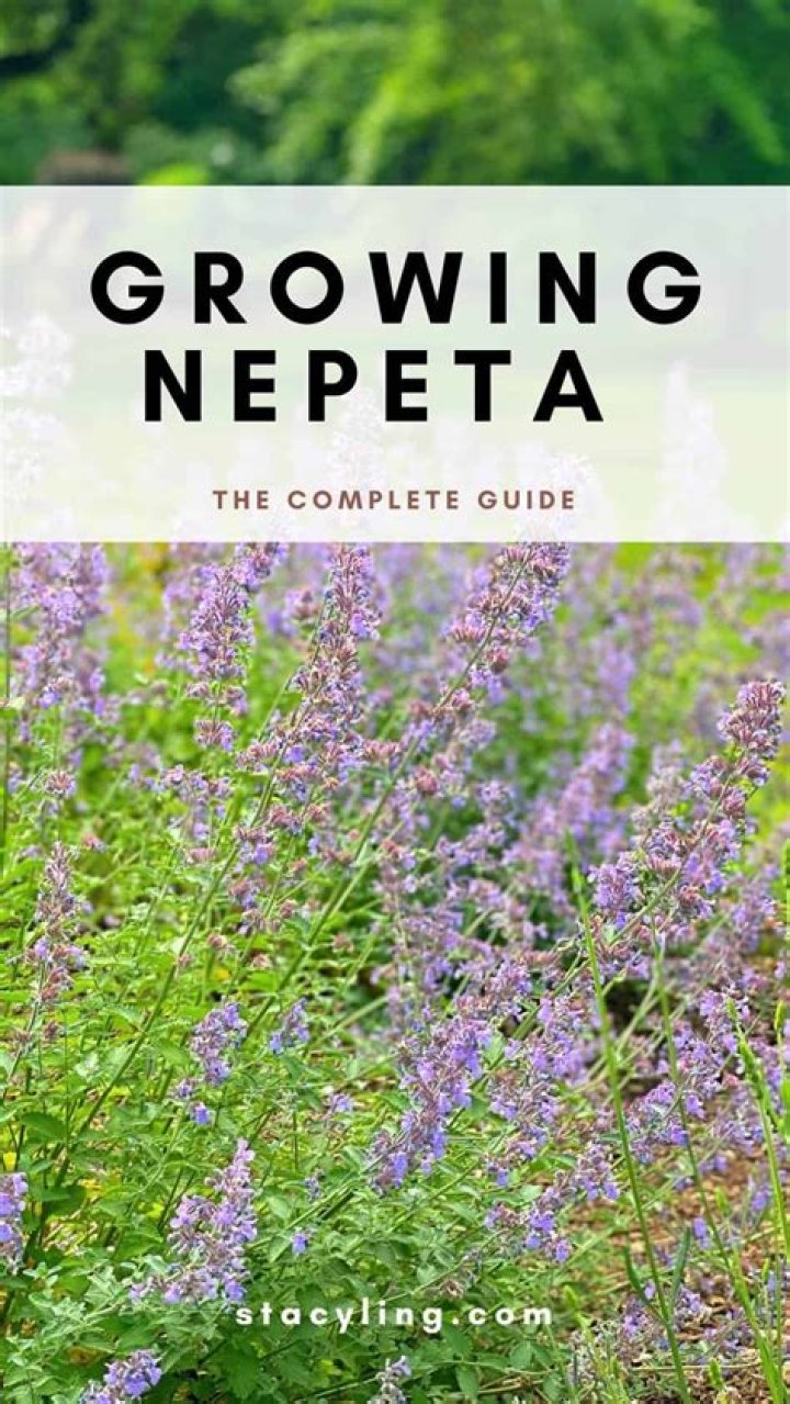 Is Nepeta easy to grow
