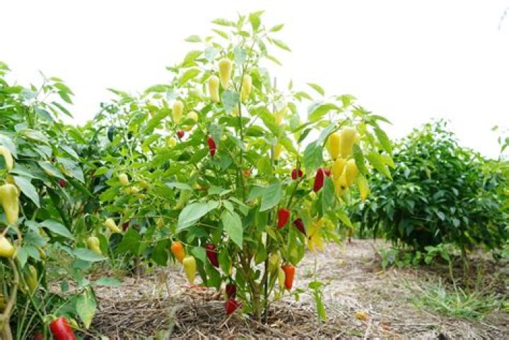 Is pepper plant a tree