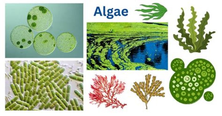 Is Periphyton an algae