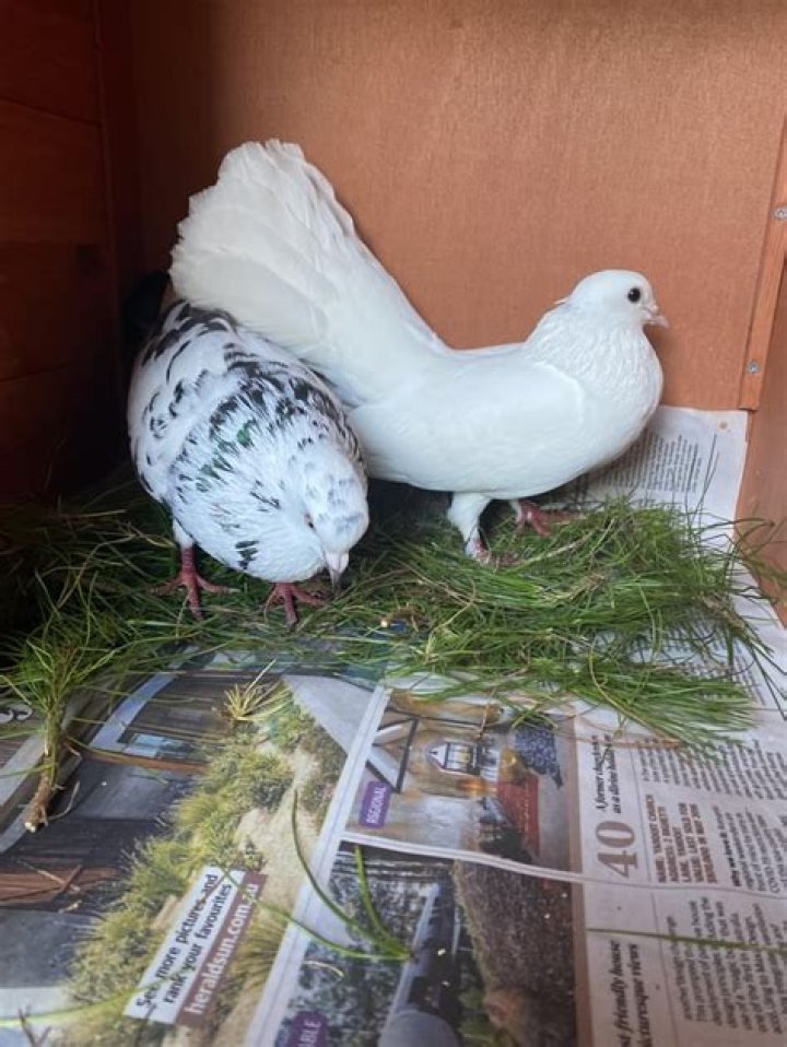 Is Pine safe for birds
