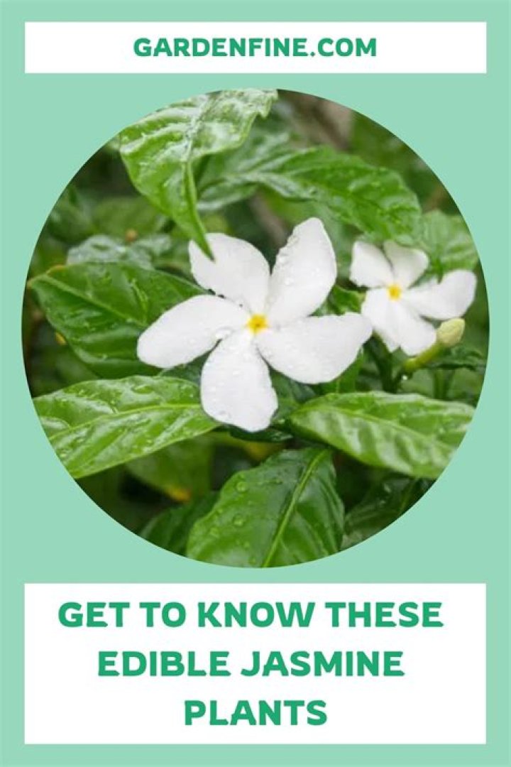Is pink jasmine edible