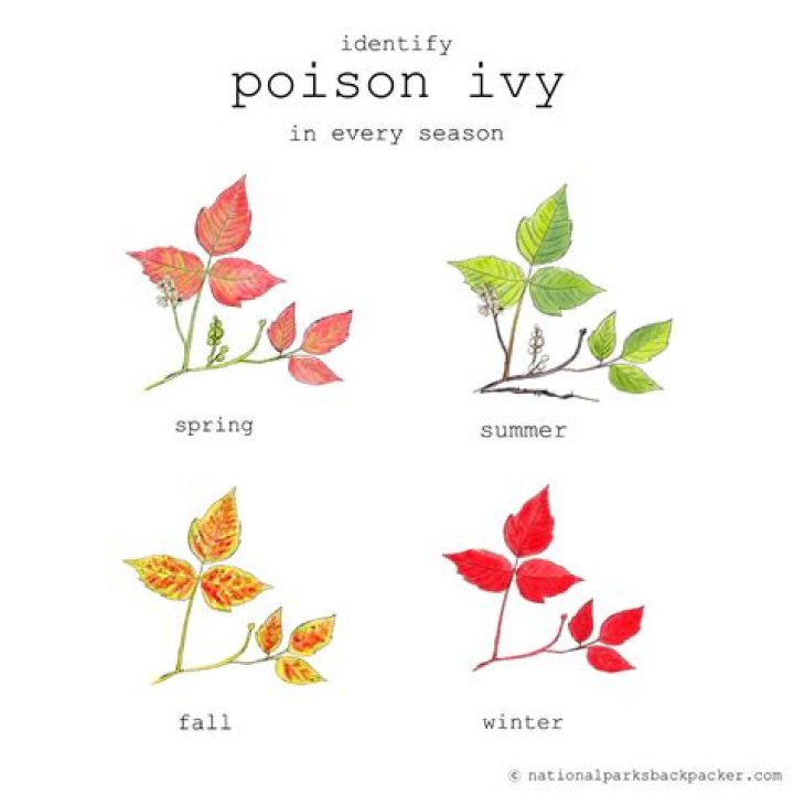 Is poison ivy seasonal