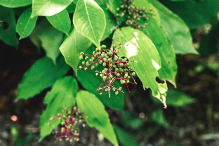Is poison sumac deadly