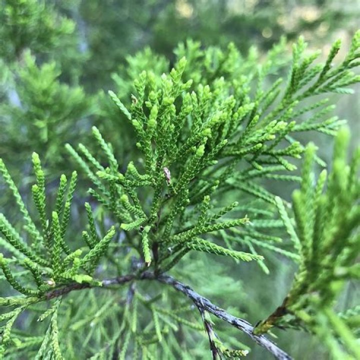 Is Red Cedar expensive