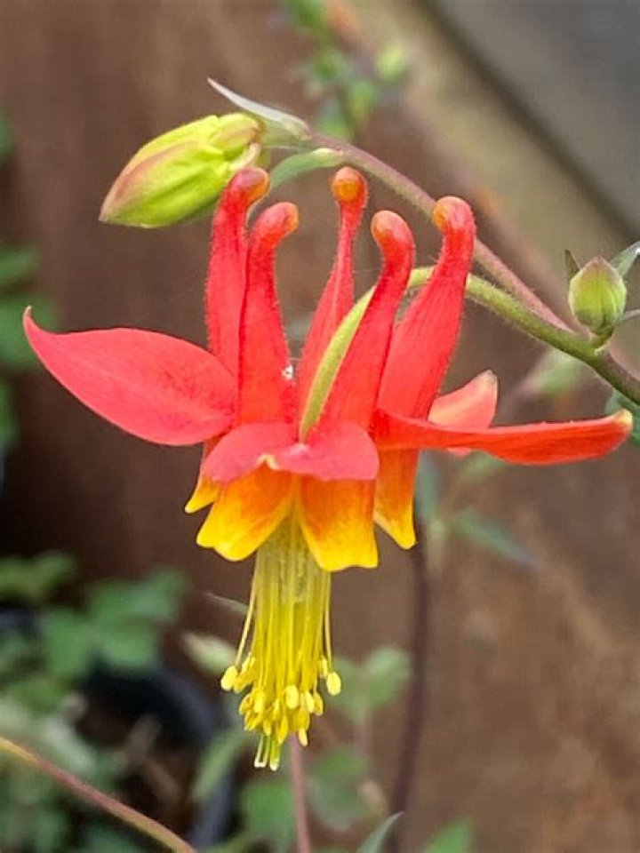 Is Red Columbine toxic