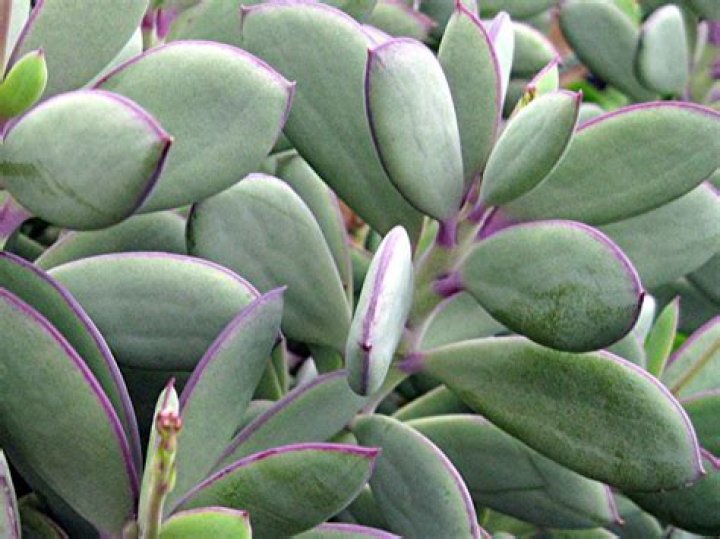 Is Senecio a succulent