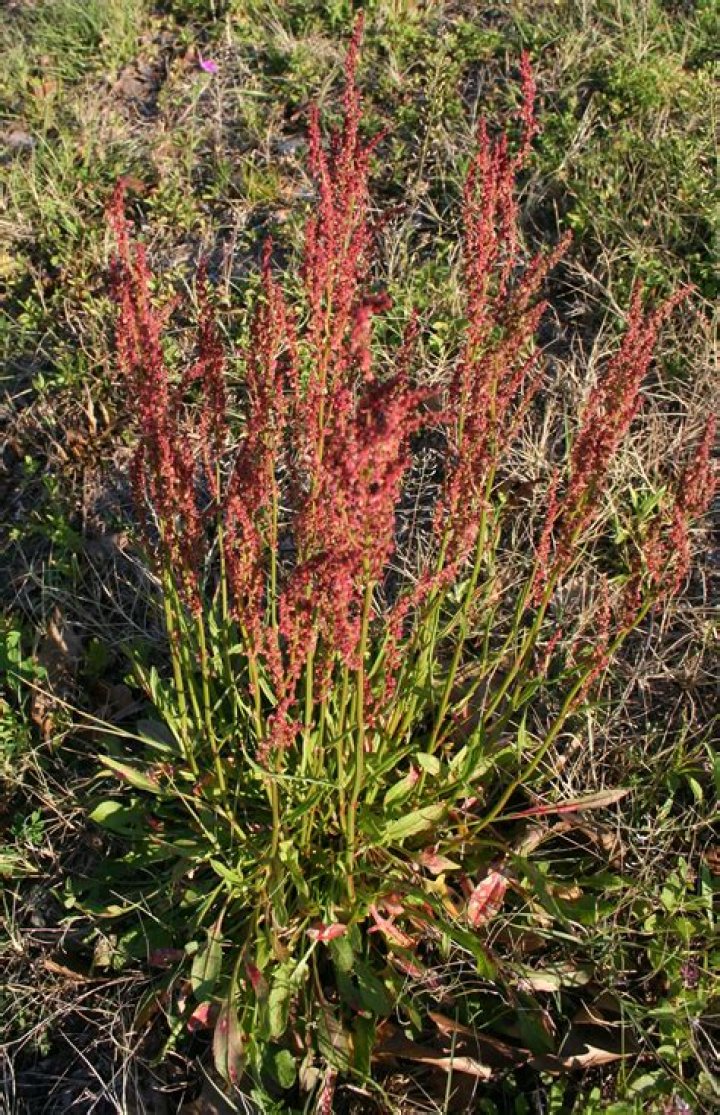 Is sheep sorrel edible