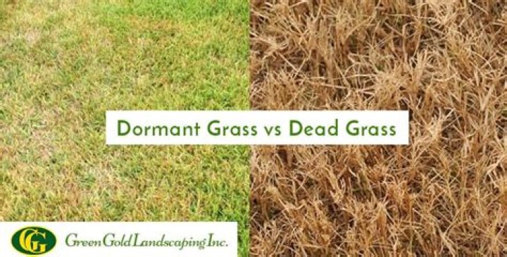 Is sod dead or dormant
