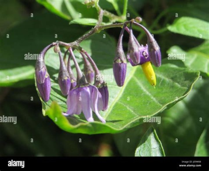 Is Solanum a perennial