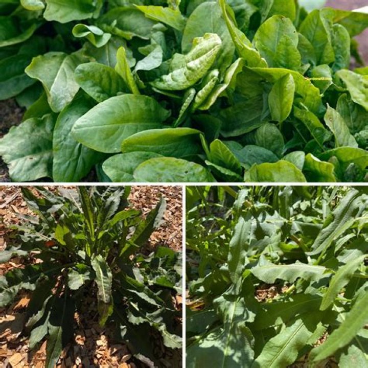 Is Sorrel an evergreen