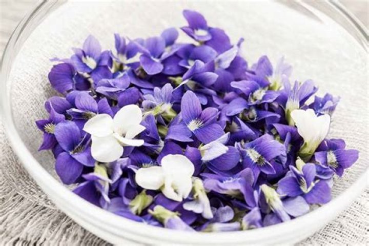 Is Sweet Violet edible