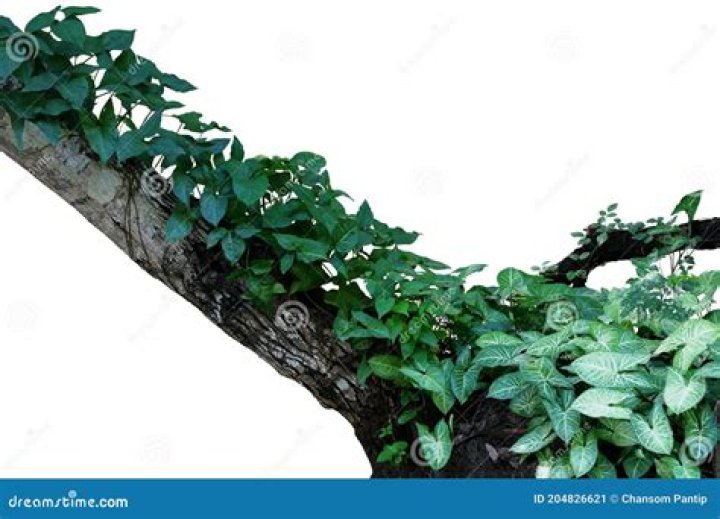 Is Syngonium a creeper