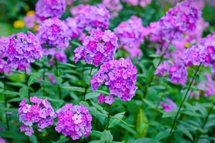 Is tall phlox invasive