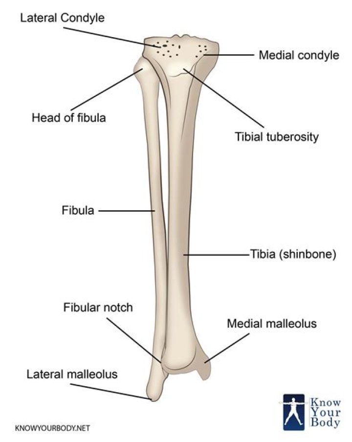 Is the tibia bone flat