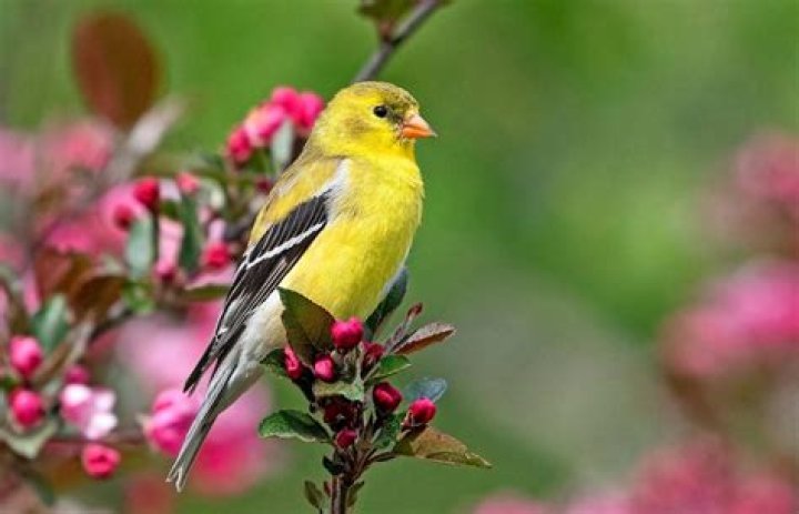 Is there a black Finch