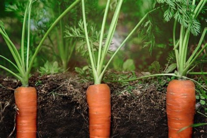 Is there a carrot tree