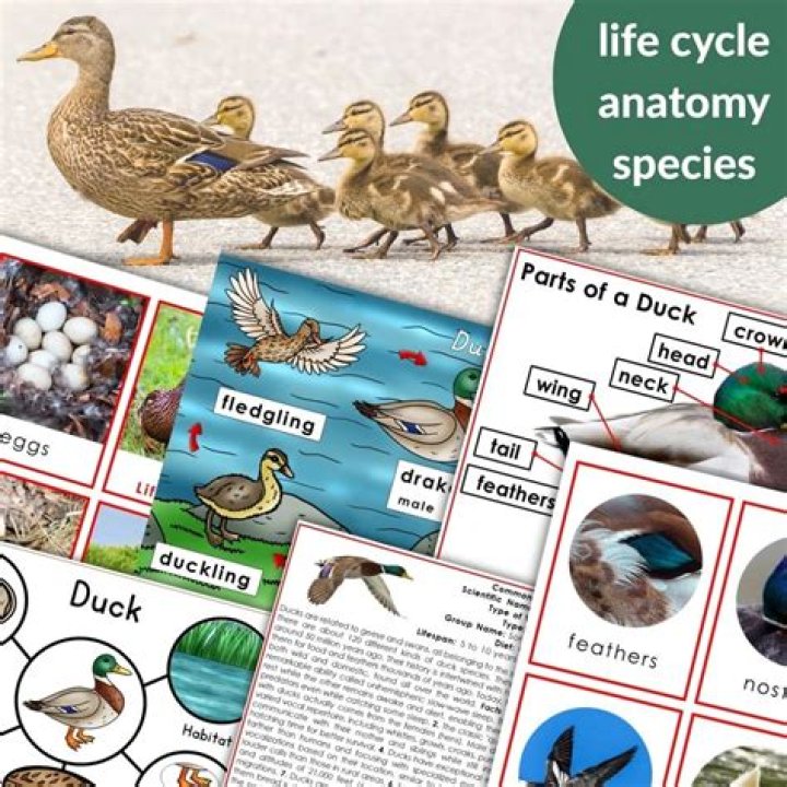 Is there a duck life 6